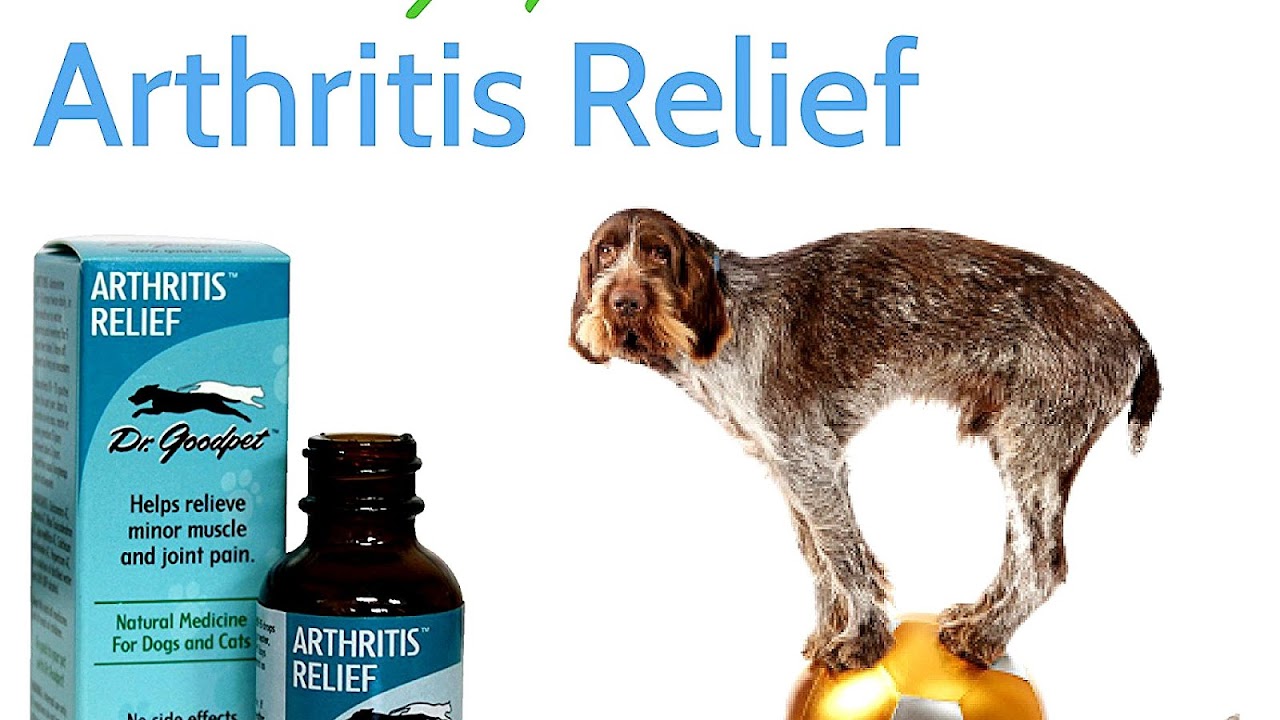 Arthritis Meds For Cats Cat Choices