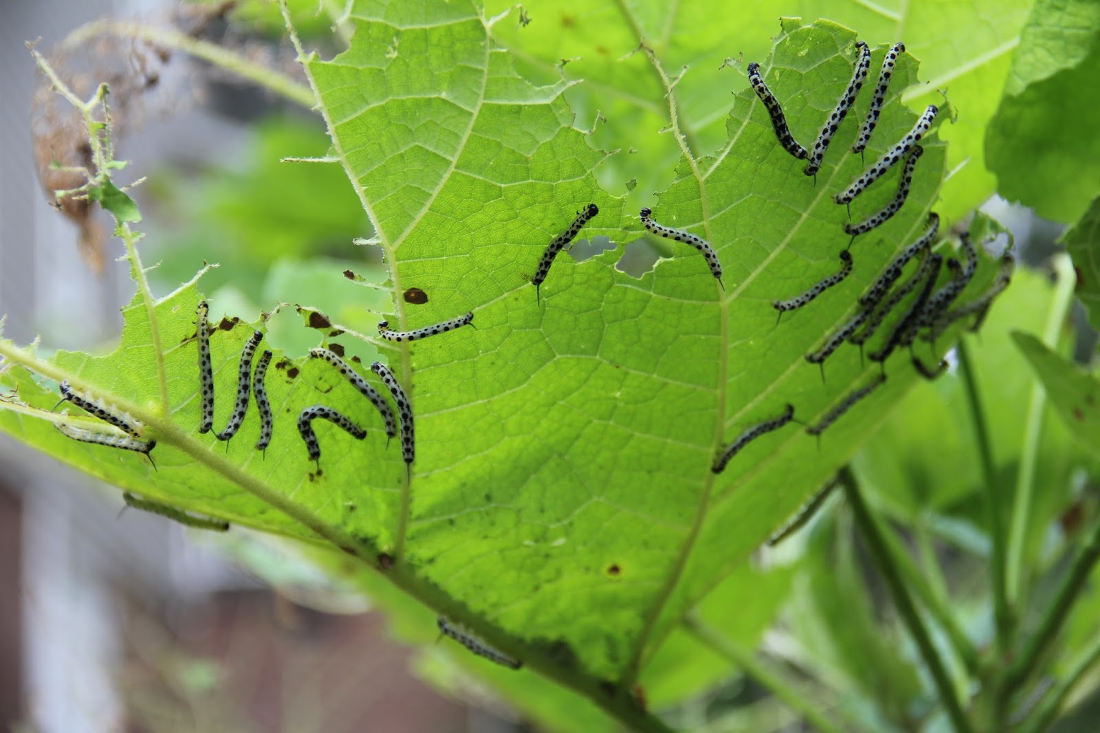 Hoot Owl Karma Catawba Worms