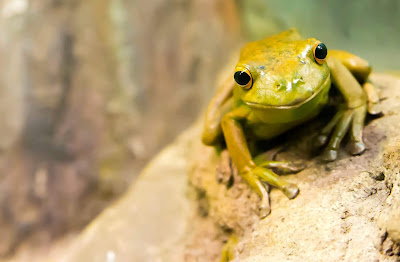 Eat that Frog Brian Tracy Review Key Points