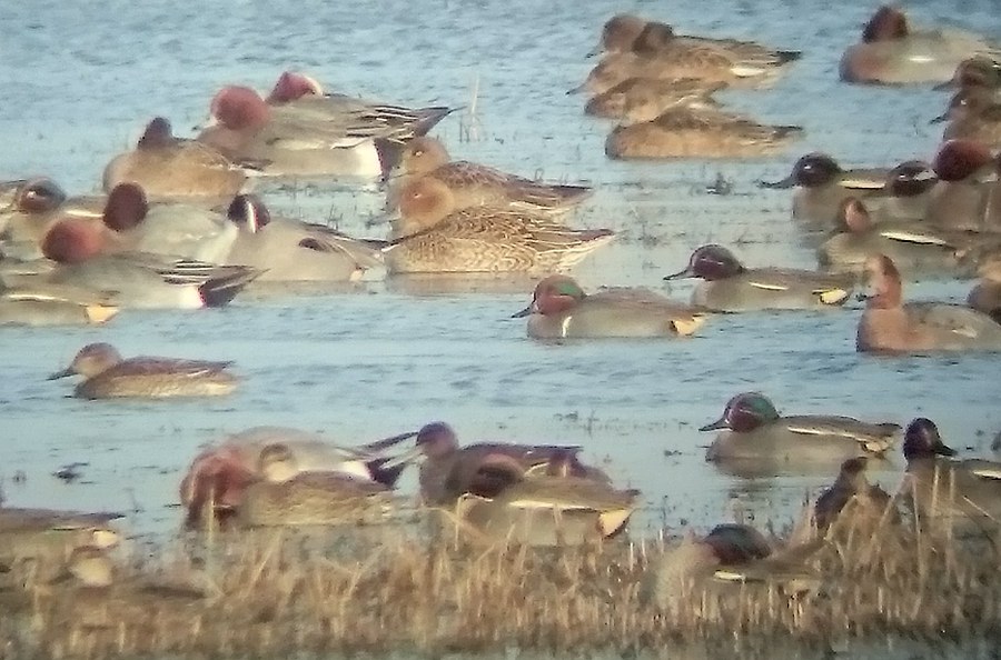 Green-winged Teal, North Duffield Carrs