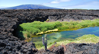 Punta Moreno, Isabela Island, Galapagos