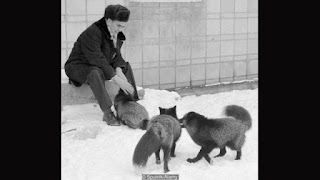 Animals and Pets - Domestic Fox Animals and Pets - Domestic Fox