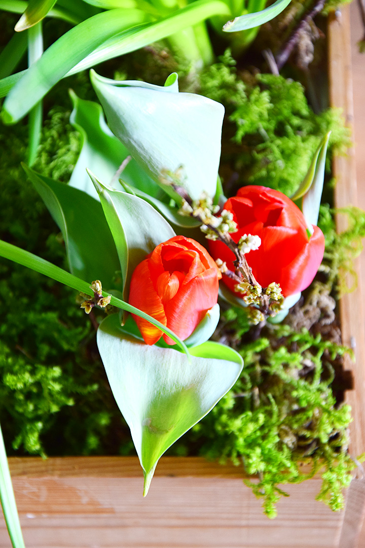 DIY Frühlinksdeko Selbermachen: Frühlingsblüher, Zwiebeln, Moos und Weinkiste. Einfach schnell und Selbstgemacht, Tulpen, Osterglocken, natürliche Deko, Dekoration mit Natur DIY Frühlinksdeko Selbermachen: Frühlingsblüher, Zwiebeln, Moos und Weinkiste. Einfach schnell und Selbstgemacht, Tulpen, Osterglocken, natürliche Deko, Dekoration mit Natur