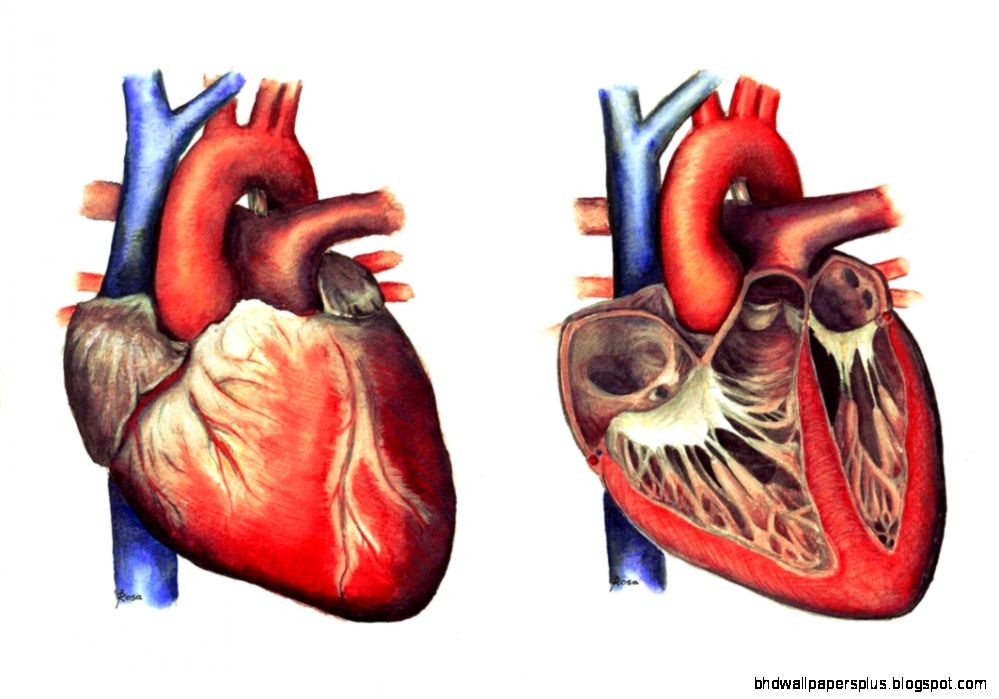 Human Heart Anatomy  LesilmcGuire