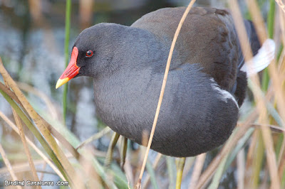 Polla d'aigua (Gallinula chloropus)