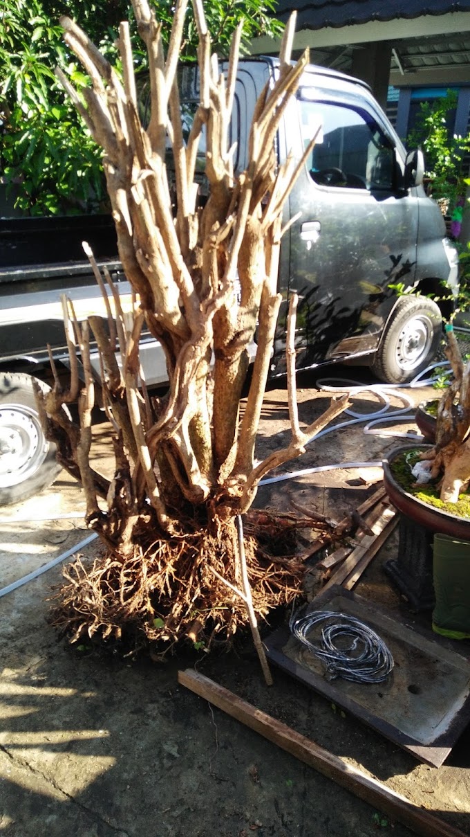 TIPS & TRICK MEMILIH & MENGOLAH BAKALAN BONSAI YANG BAGUS