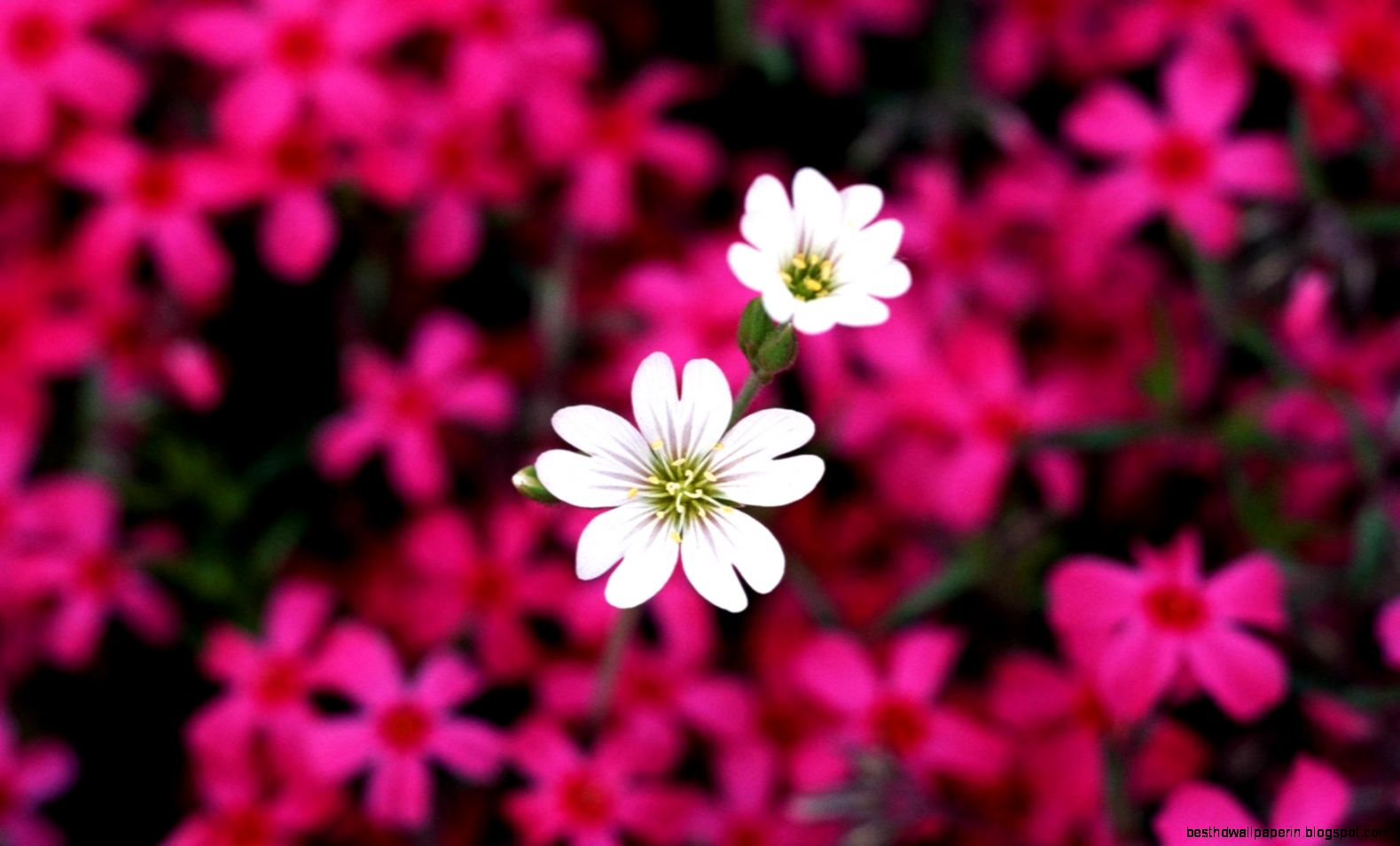 Flowers Wallpaper Pictures HD For Desktop 7034443