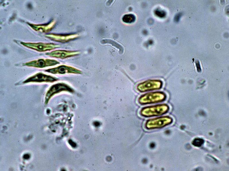Microscope World Blog Where are Algae found?