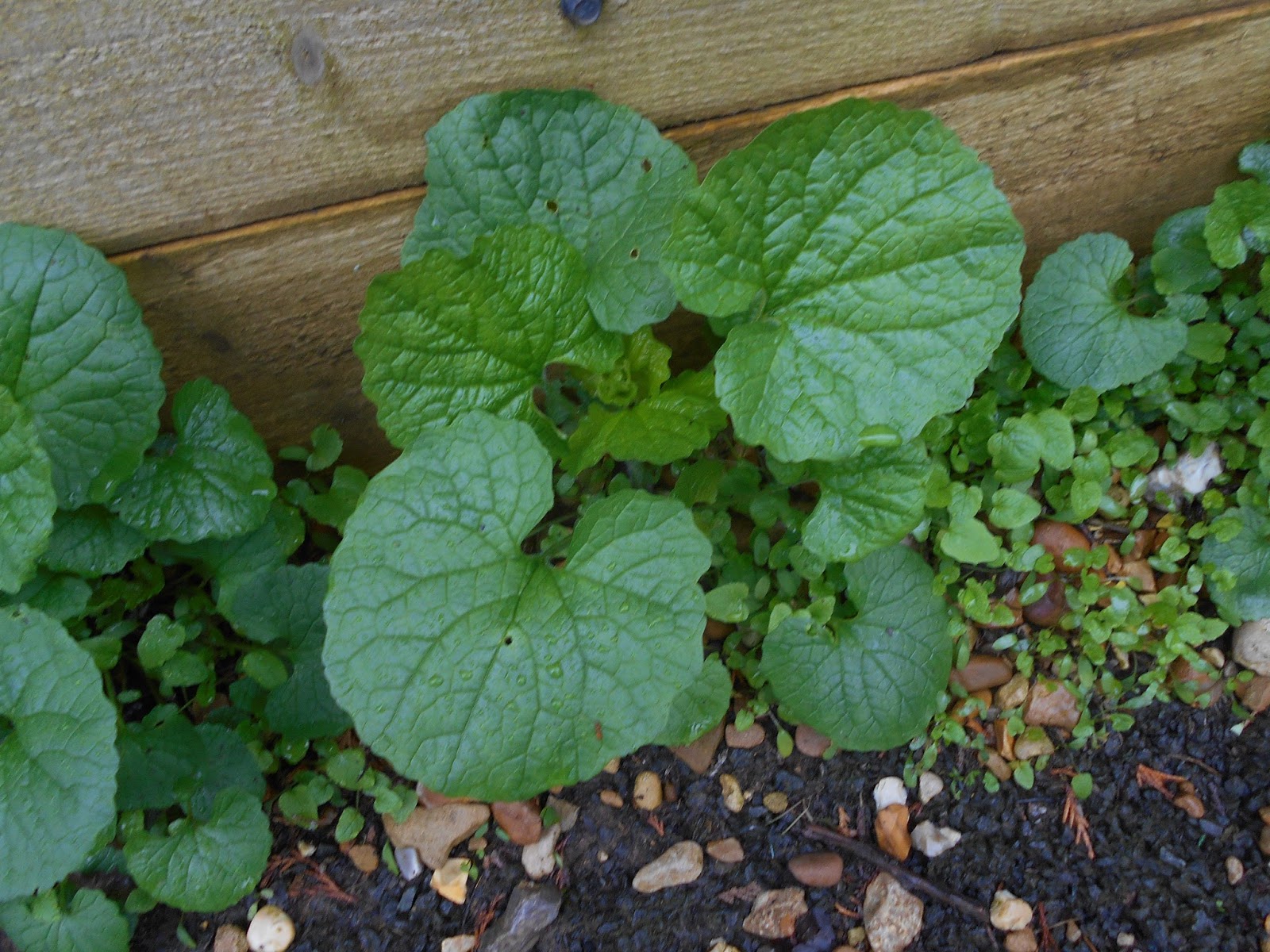 Tony's Blog Garlic Mustard