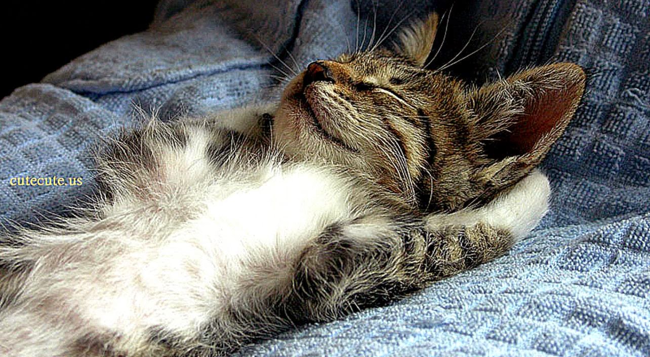 Images For gt Cat Sleeping Cute
