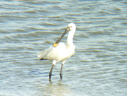 Spoonbill at Castle Lake 2011
