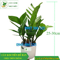 Cây kim tiền chậu tròn trắng 160k