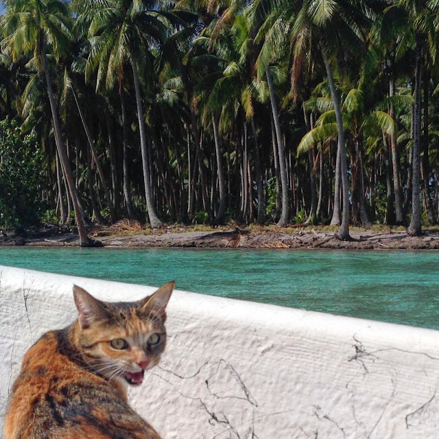 кошка путешествует с хозяйкой кошка путешествует с хозяйкой