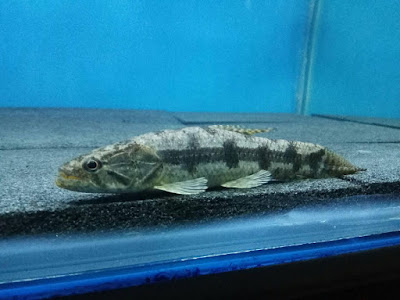 Malabar Wolffish Si Serigala Air Yang Mematikan