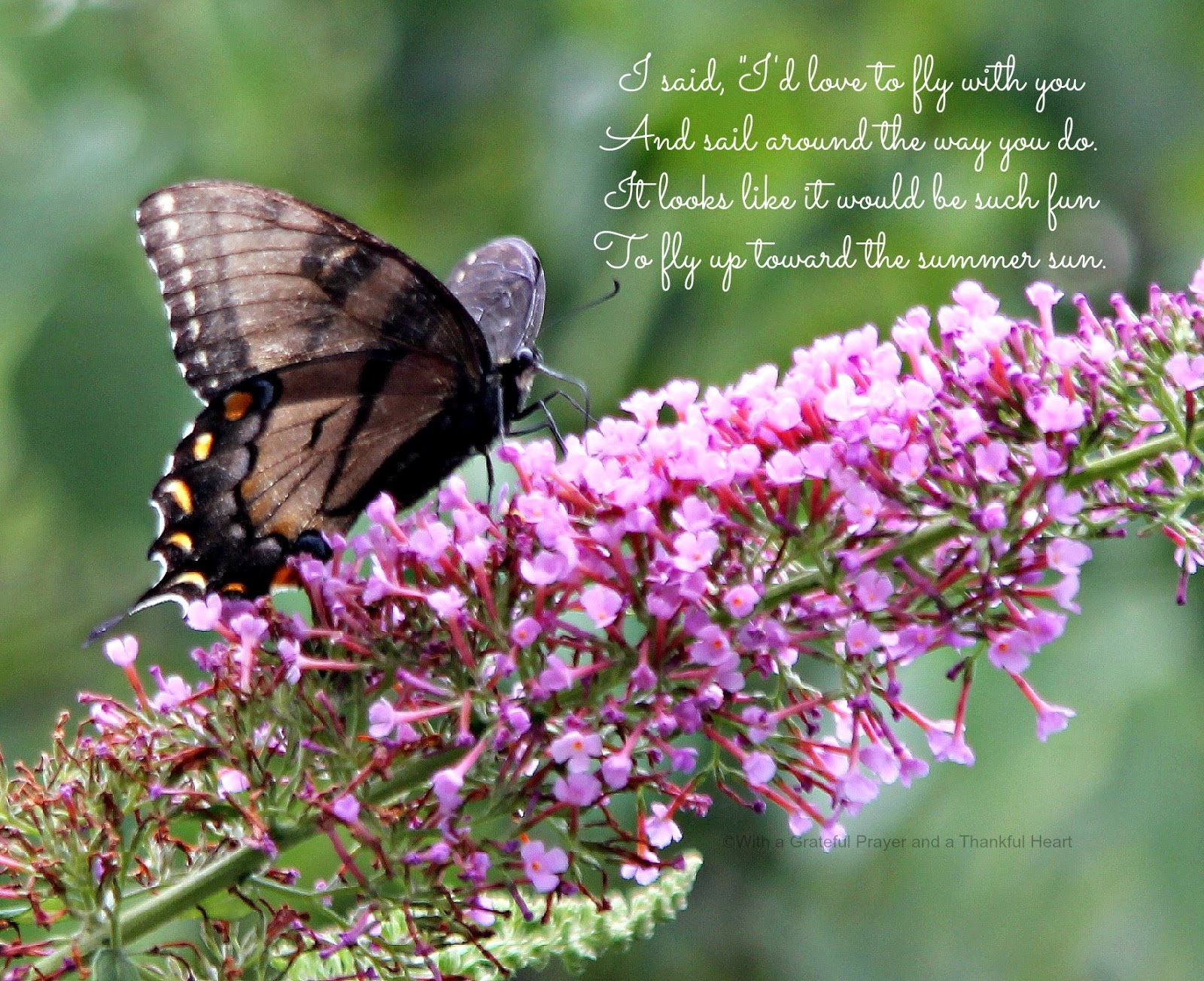 butterfly poems quotes mom spiritual poem yesterday heart grateful prayer swallowtail quotesgram thankful advertisement