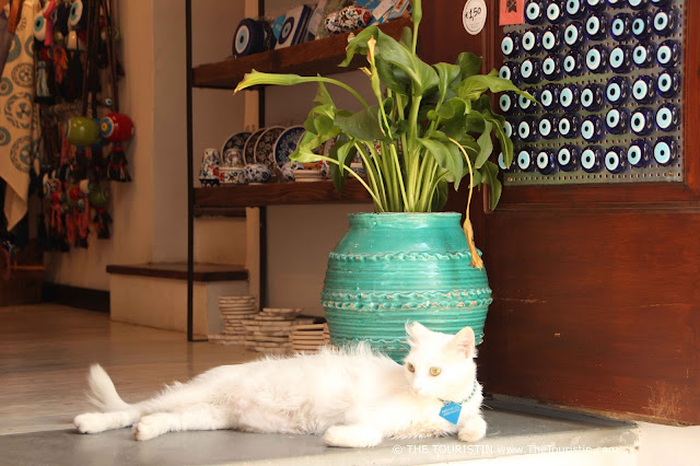Travel guide Lindos in Greece White cat lounging on the floor in the entrance of a shop.
