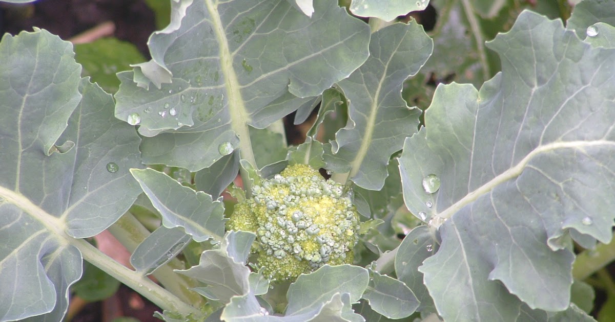 Galadriel's Garden Broccoli and butterflies