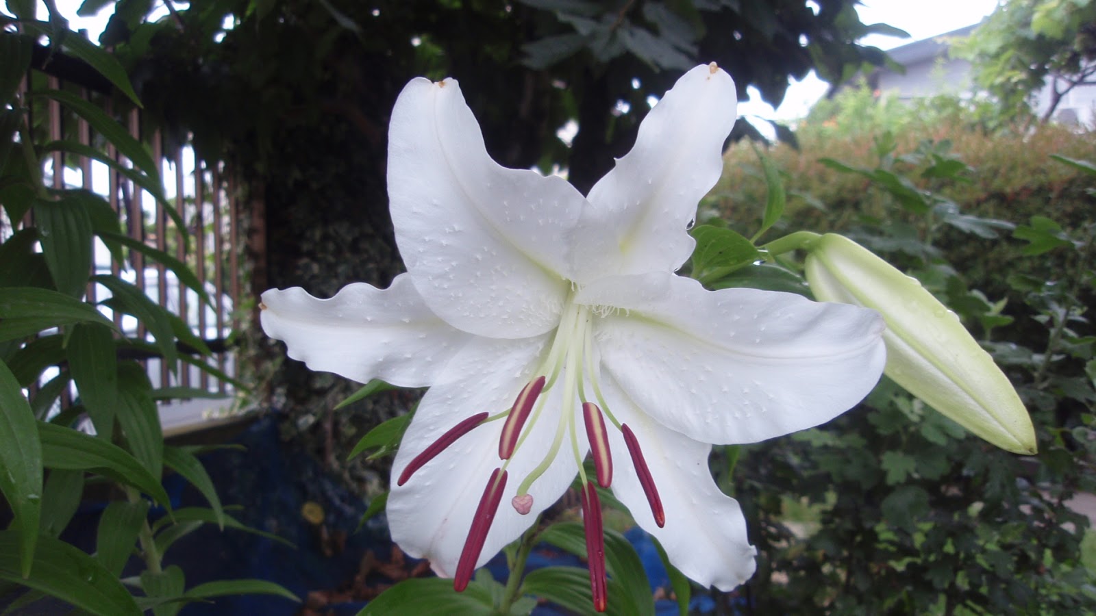 Hero爺 ブログ: Flower - 54 (Casa Blanca lily)