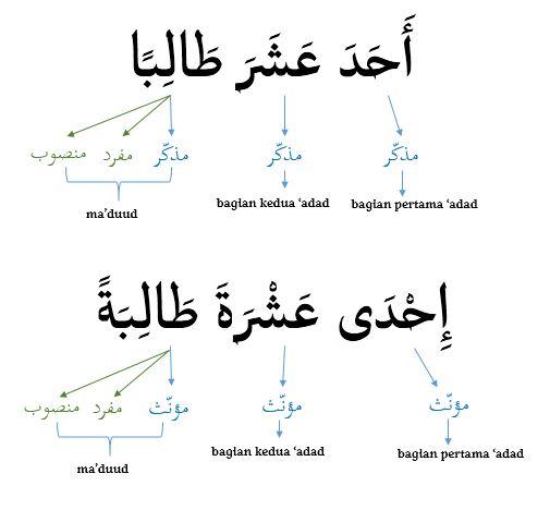 kaidah bilangan sebelas dalam bahasa arab