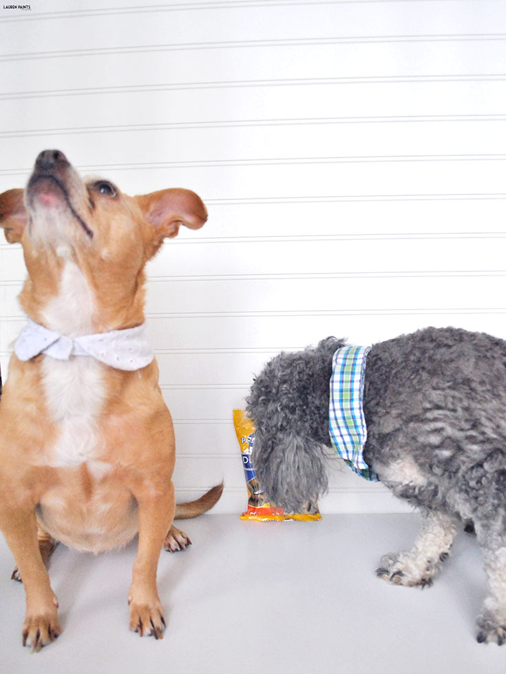 Share a little Funshine and make an adorable DIY designer dog shirt collar in minutes! #ShareFunshine 