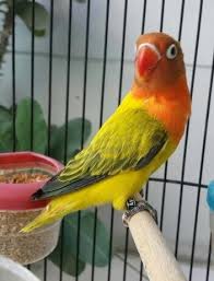 Jenis Mutasi Warna Lovebird Biola Ciri Ciri Beserta Gambar Dan