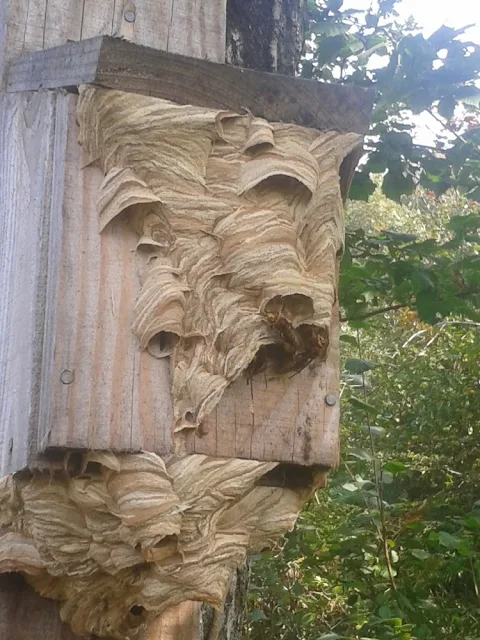  European Hornet's nest - Photo copyright Devon Wildlife Trust (All Rights Reserved)