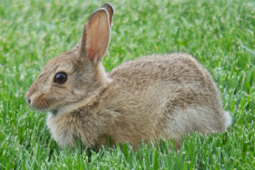 Izip Road Trip: Hotel Bunny