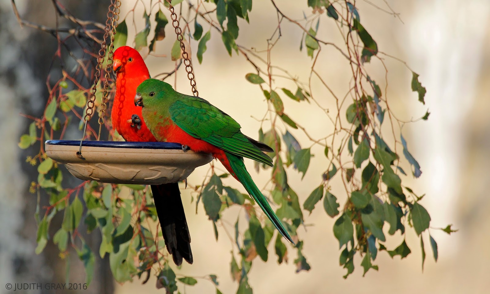 Australian King Parrot Pair