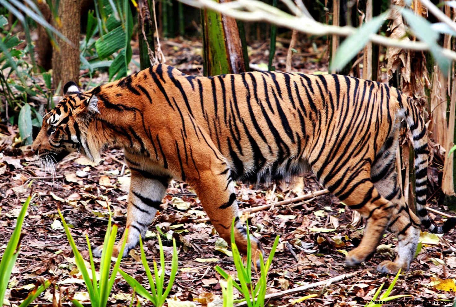 Melbourne Zoo Tiger