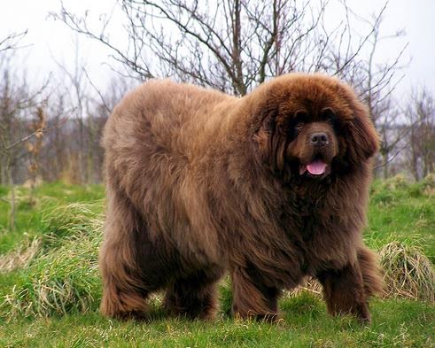 Newfoundland Dog Next To Person