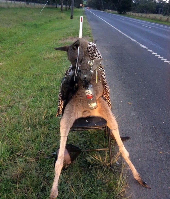 CANGURU É ENCONTRADO MORTO E AMARRADO EM ESTRADA NA AUSTRÁLIA