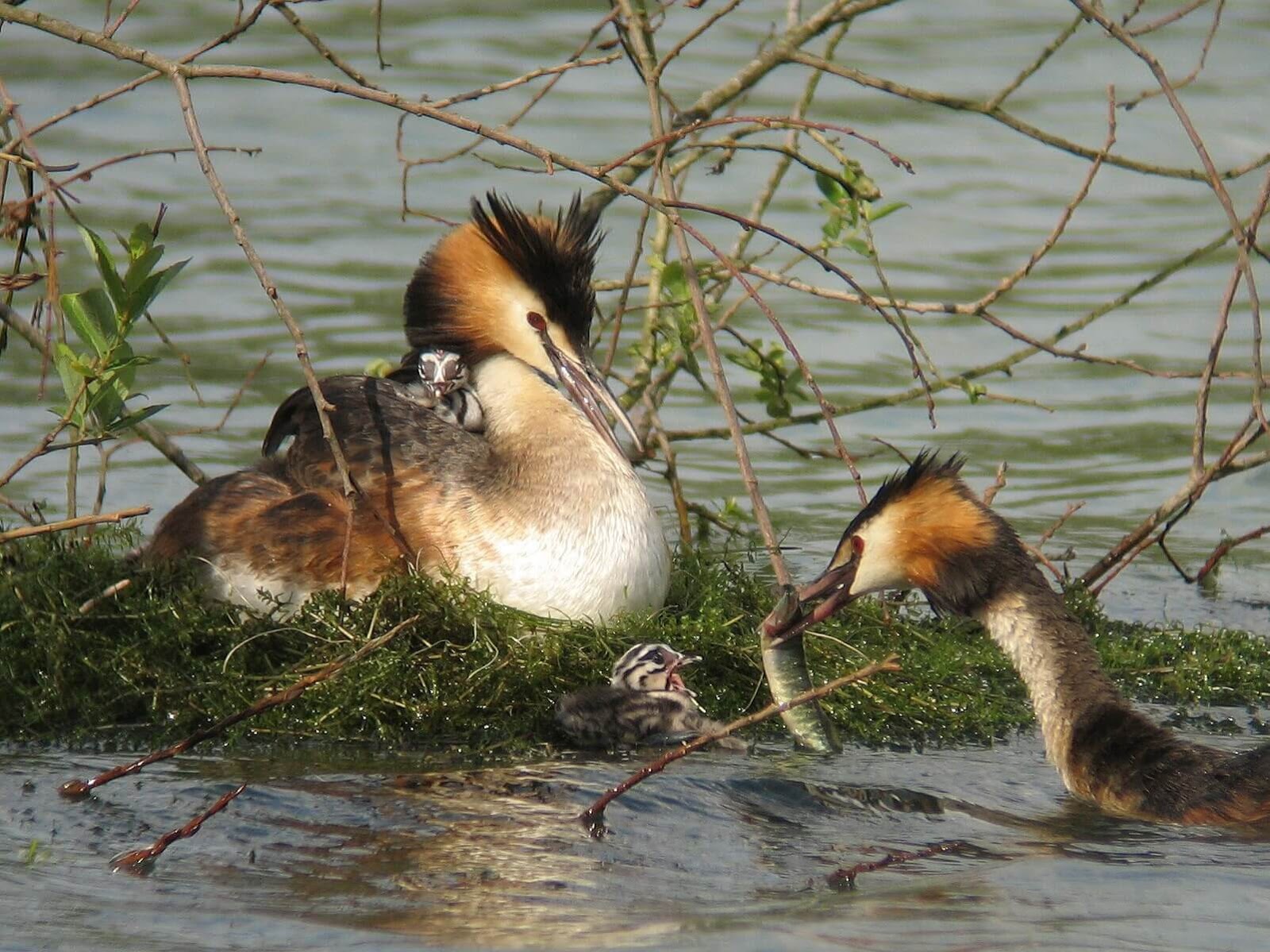 Photography Digital Wildlife Photography