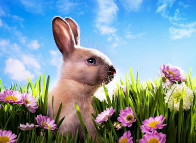 Lindo conejo jugando en los prados floridos - Pascua y Eastern