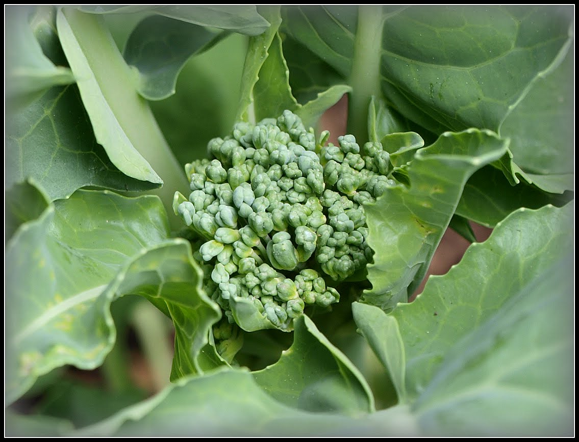 Mark's Veg Plot Summer Broccoli "Tenderstem"