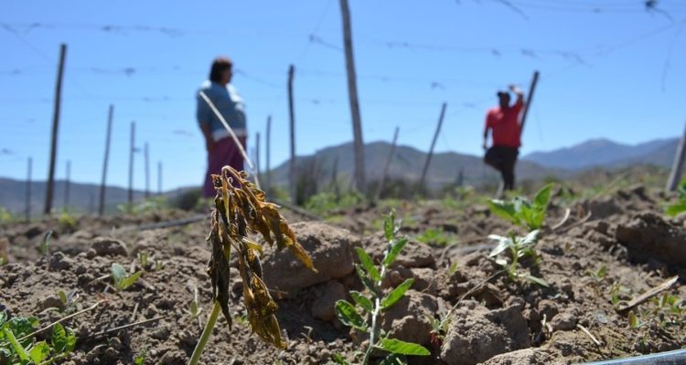 Daños por la sequía en Chile