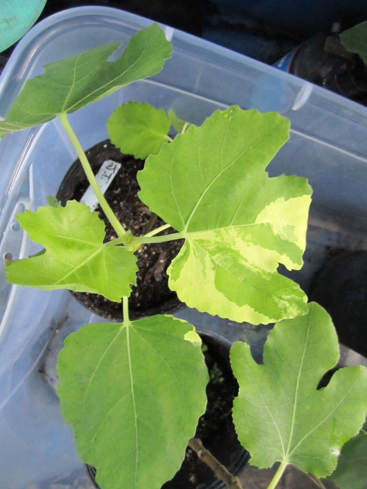 FigCuttings.com: Jolly Tiger and LSU Brandy fig trees