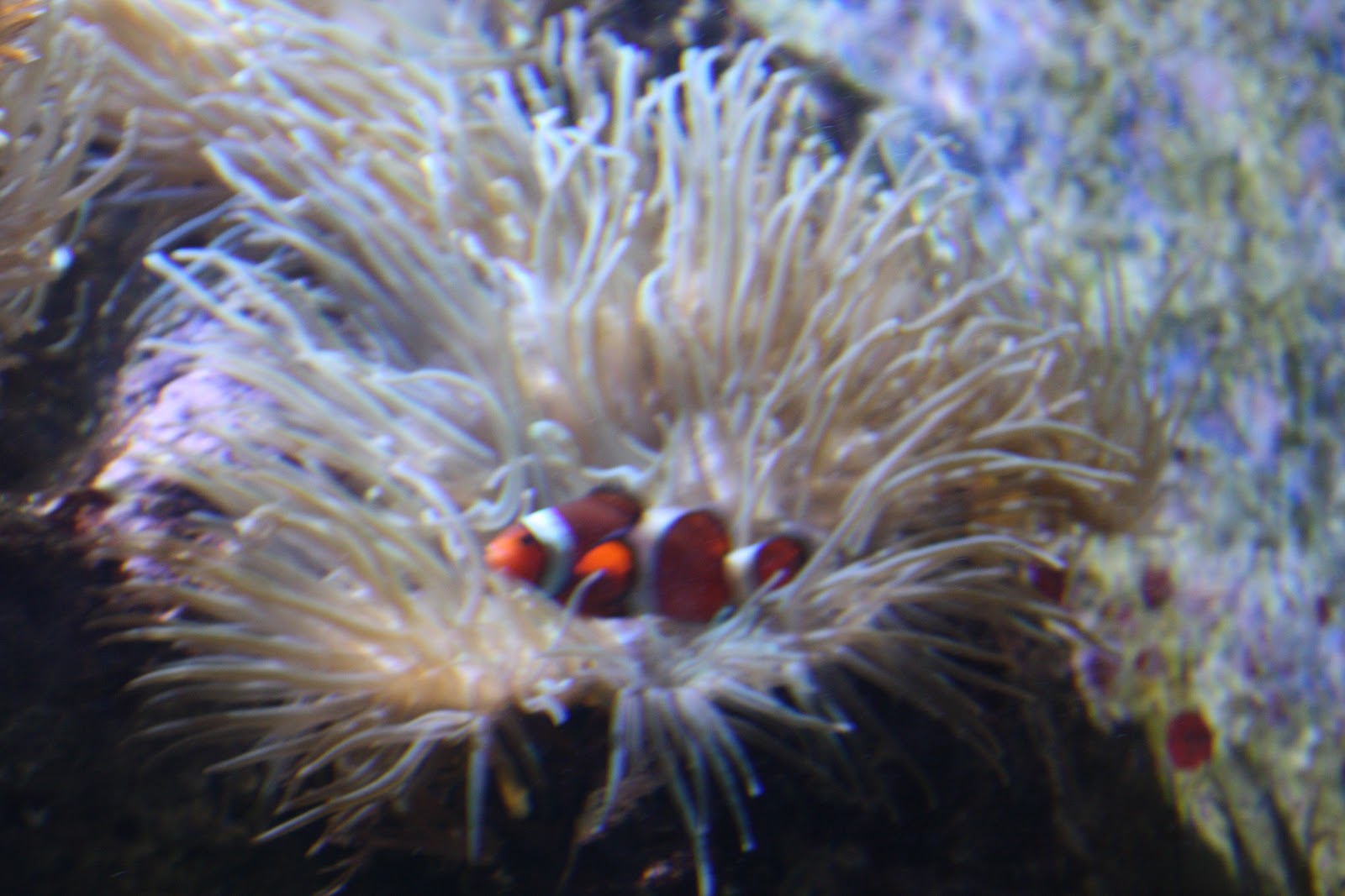 what is mutualistic with examples