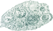 bakteri wolbachia