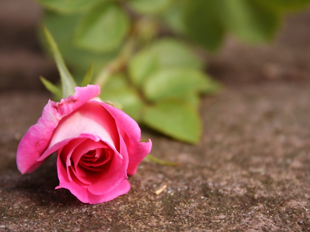 beautiful pink rose wallpaper Rose Wallpapers