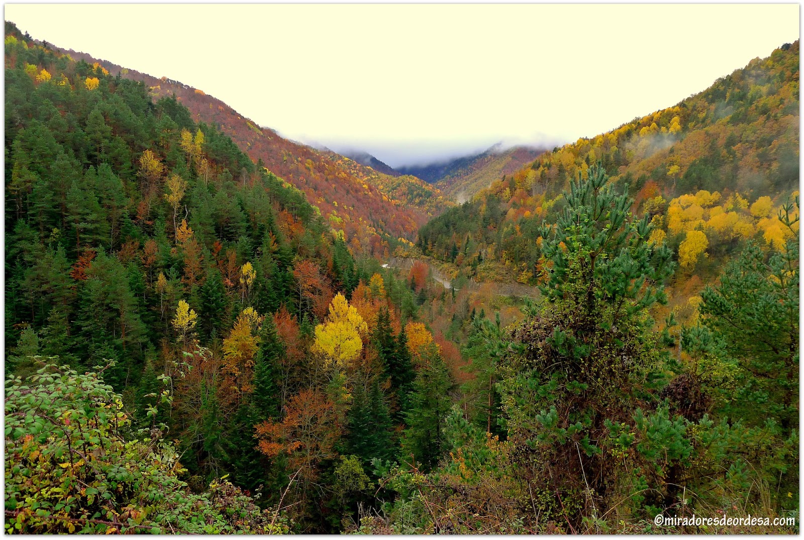 Bosque de la Pardina del Señor - Paisajes de Ordesa