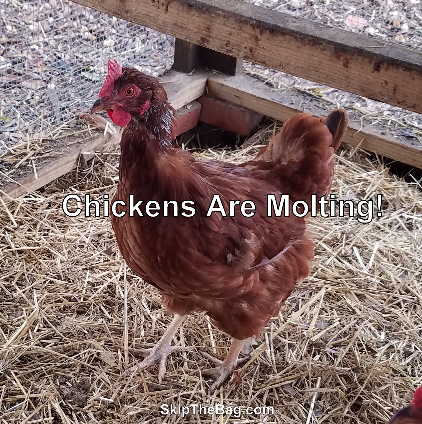 Skip The Bag Chickens Molting