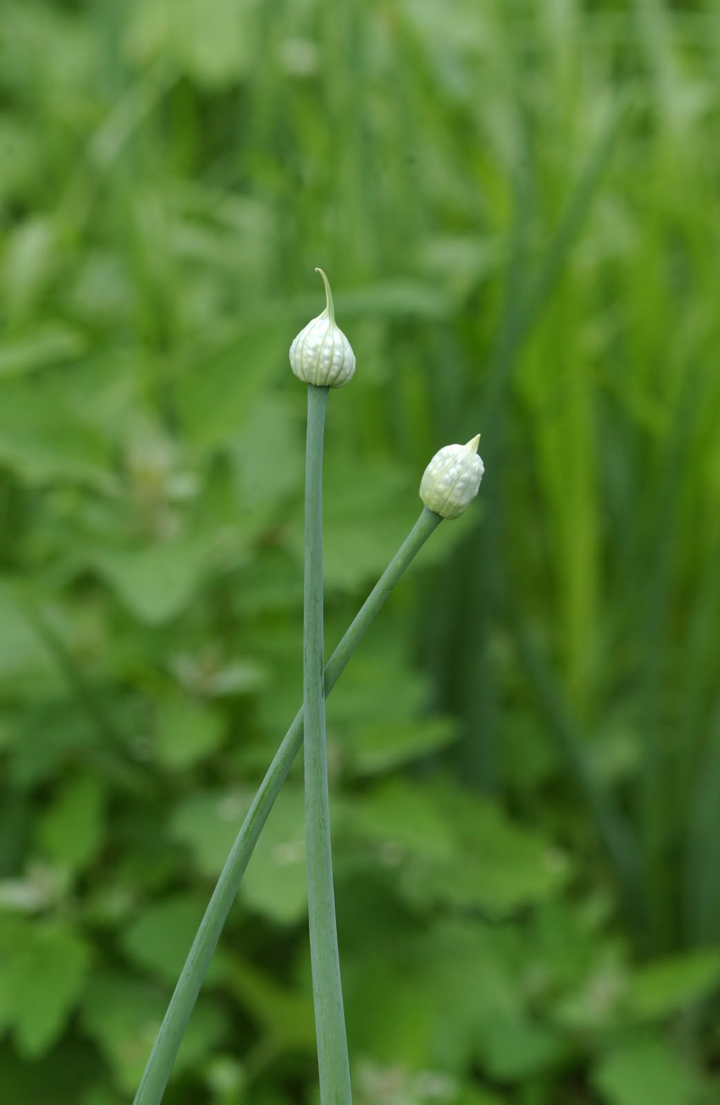 Barberry Hill Farm Pea Shoots and Garlic/Onion Scapes