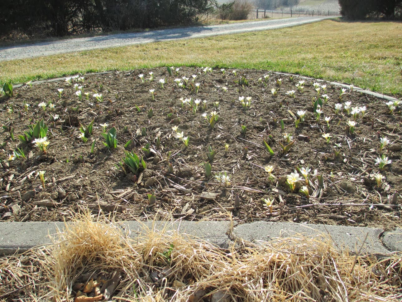 Garden Fancy Spring is finally coming along )