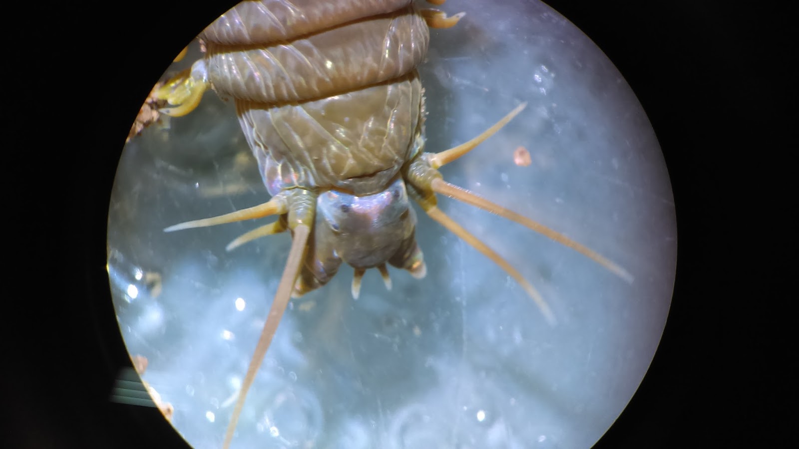 Huntsman Marine Science Centre: May Video of the Month - Clam Worm