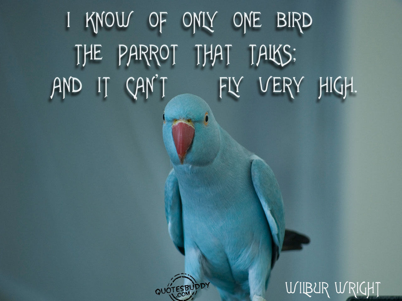 All photos gallery: bird flying quotes, flight quotes.