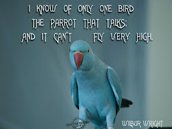 flying quotes bird