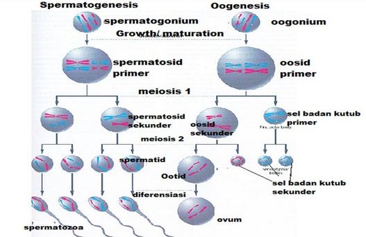 Proses Spermatogenesis Dan Oogenesis - Riset