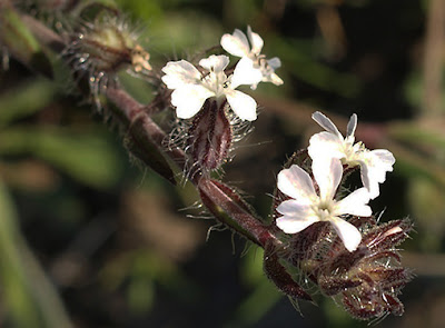 Flores blancas de Carmelitilla (Silene gallica)