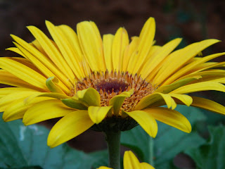 The yellow gerbera flower