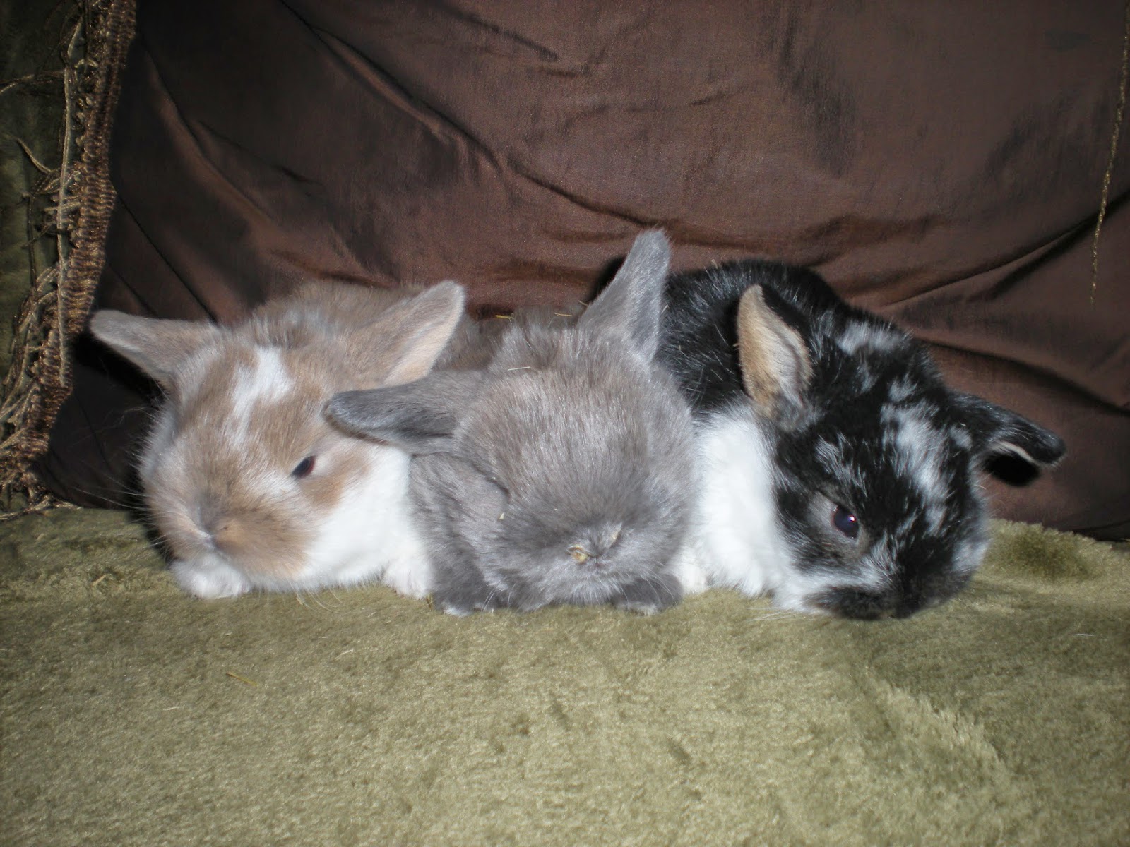 SHAMROCK RABBITS